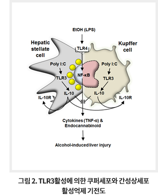 그림 2. TLR3활성에 의한 쿠퍼세포와 간성상세포 활성억제 기전도